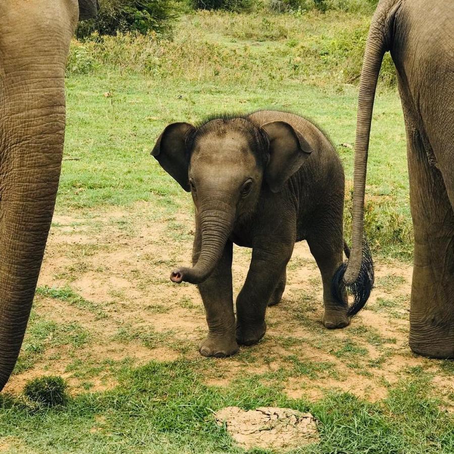 Elephant Lodge Udawalawe Exteriér fotografie